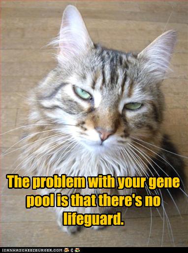 funny-pictures-cat-insults-your-gene-pool.jpg?w=382&h=512